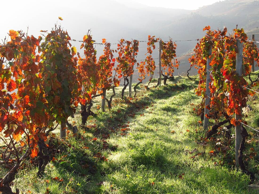 Portuguese vineyard