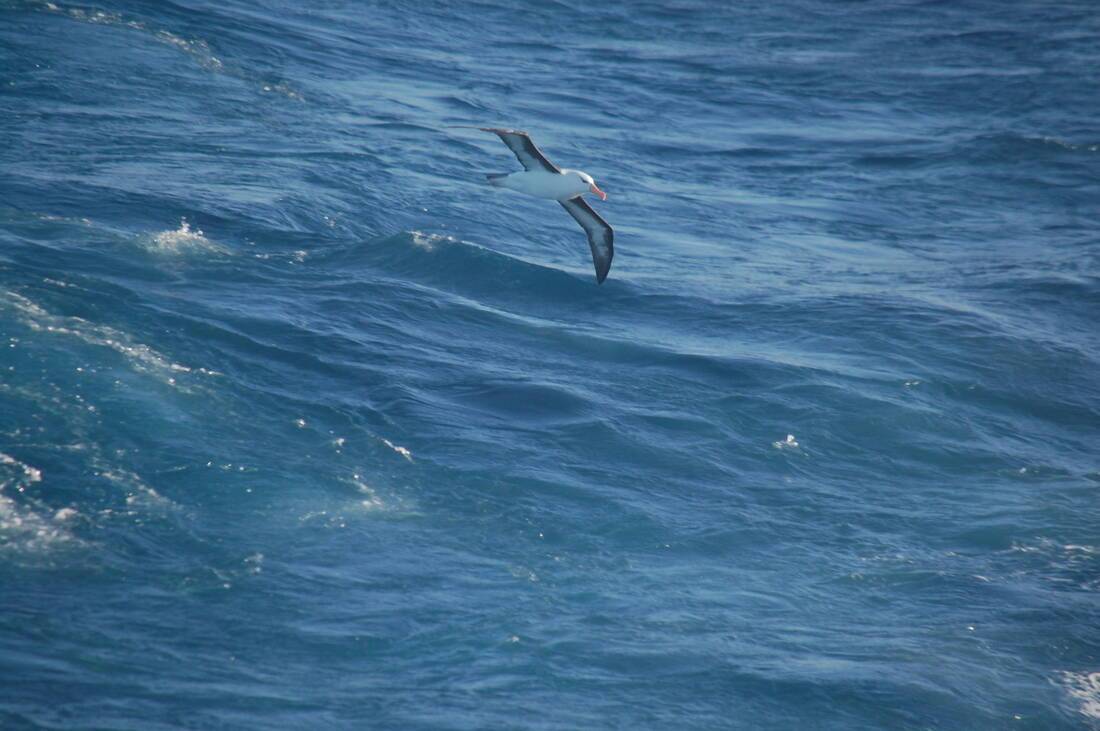 Albatross in Antarctica