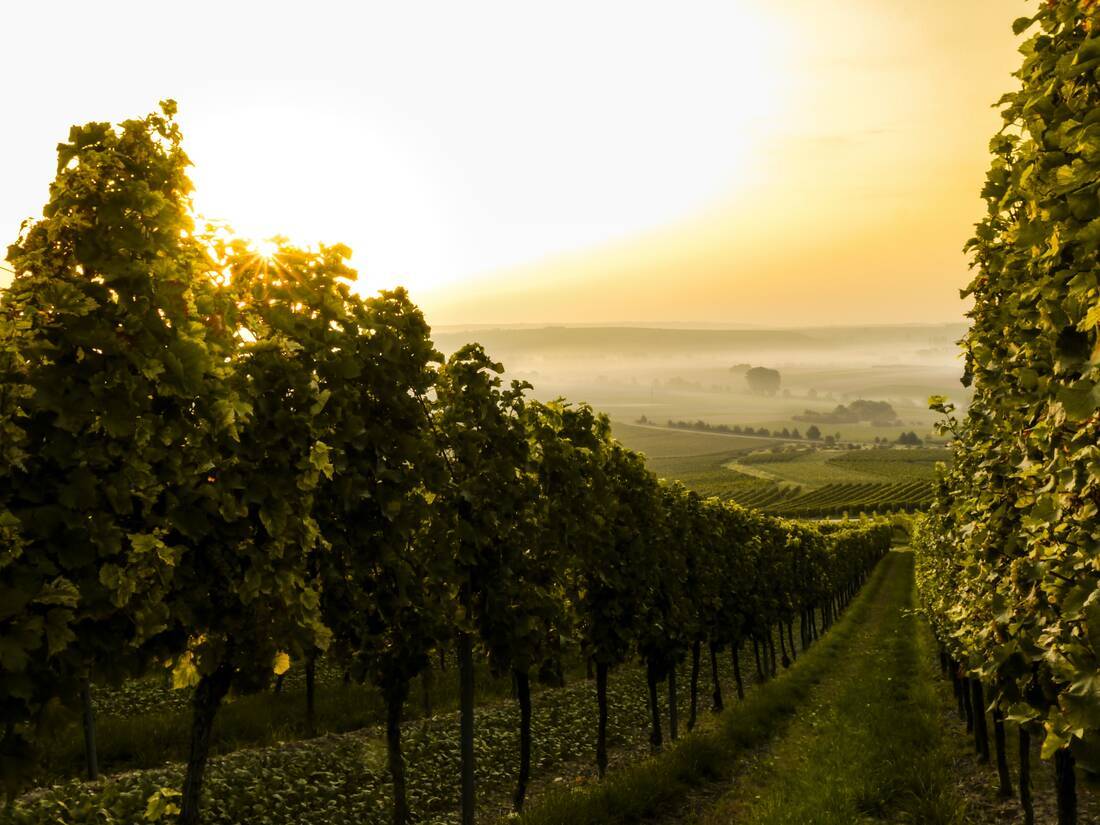 German vineyard