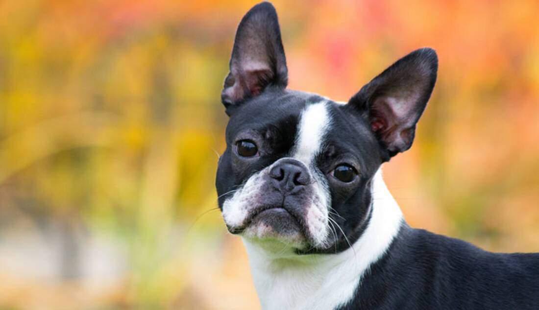 Boston Terrier