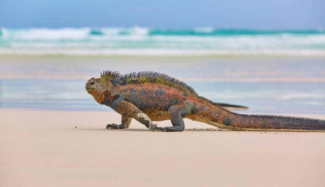 Marine Iguanas