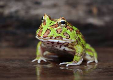 Amazonian Horned Frog