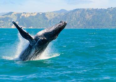 Kaikoura, New Zealand