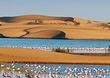 A flock of flamingos in a lagoon