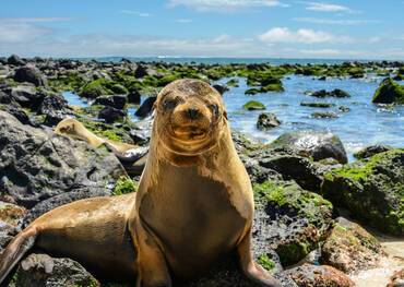 Los Lobos (San Cristobal), Ecuador