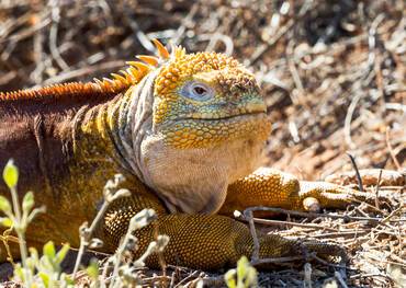 Cerro Dragon, Santa Cruz, Ecuador