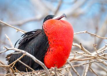 Visit North Seymour on a cruise to the Galapagos