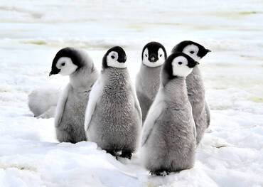 Penguins in snow