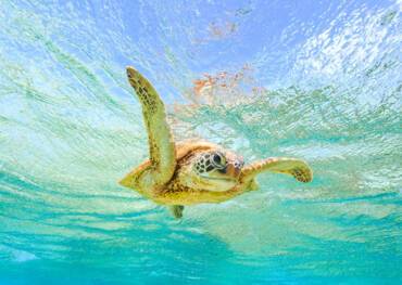 Ashmore Reef, Queensland, Australia