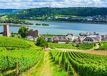 The view over Rudesheim from a vineyard