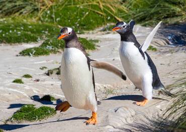 New Island, Falkland Islands