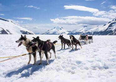 Huskies in Alaska
