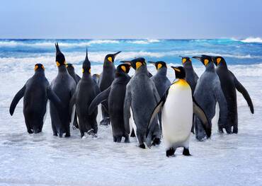 West Point Island, Falkland Islands