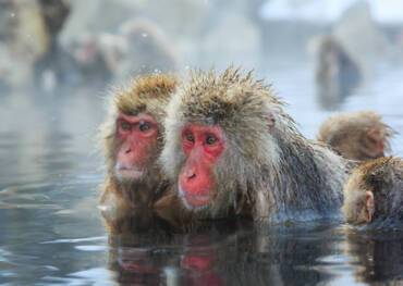 snow monkeys, Japan