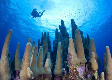 Snorkelling in the Cayman Islands