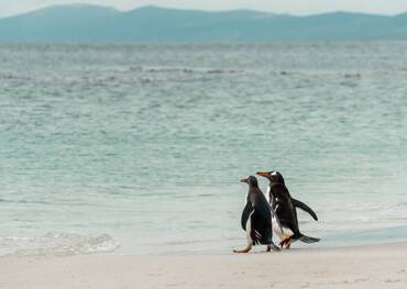 Carcass Island, Falkland Islands