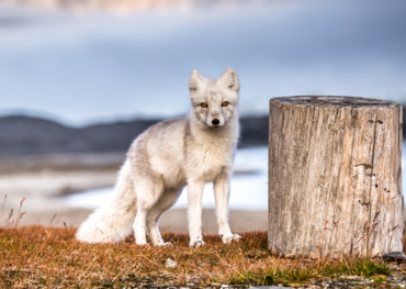 Arctic Fox, Norway