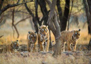 Ranthambore National Park
