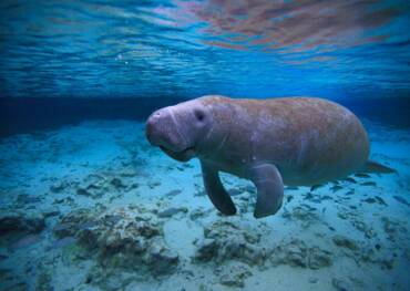 Homosassa Springs