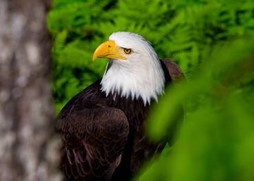 Cruises to Alaska