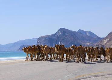 Caravan of camels in Oman