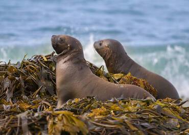 puerto-madryn