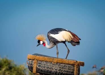 Sir Bani Yas Island