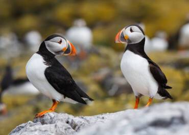 Papa Stour, Shetland Islands, Scotland