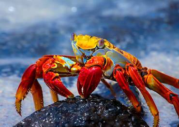 Cruises to the Galapagos