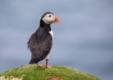 Lunga, Trishnish Island