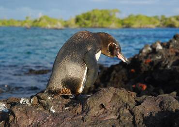 Visit Elizabeth Bay on a cruise to the Galapagos Islands