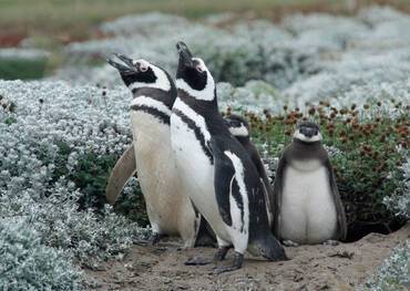 Penguins of the Chilean Fjords
