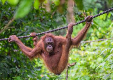 Orangutan Sanctuary