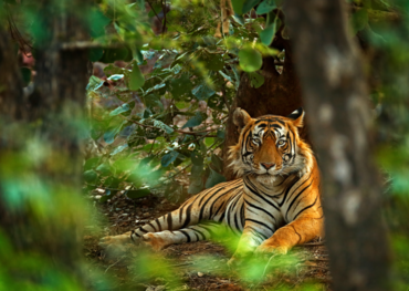 Ranthambore Tiger Safari