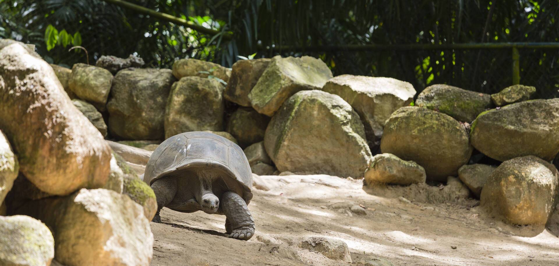 Giant tortoise in Victoria, Seychelle