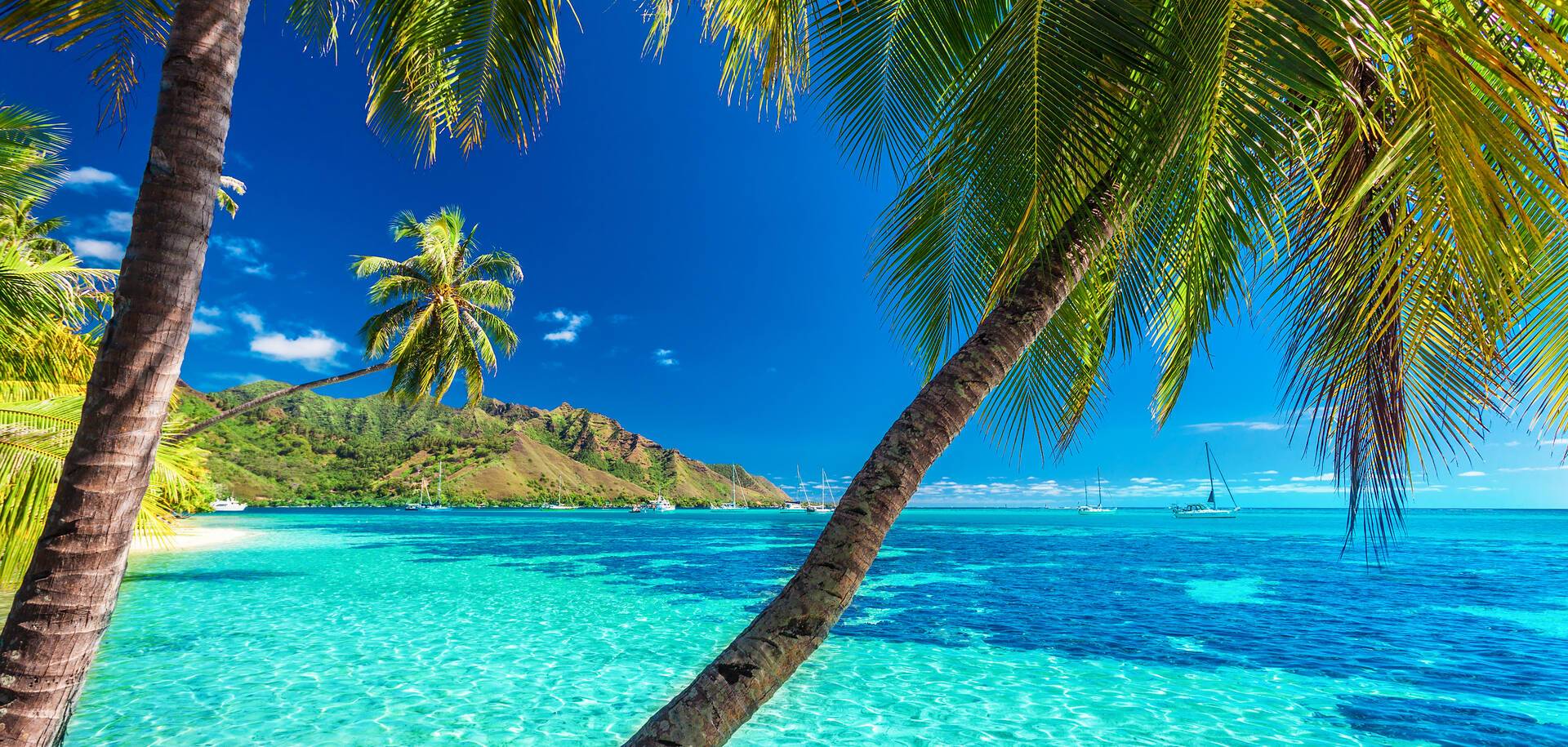 Palm trees on a tropical beach with a blue sea on Moorea, Tahiti