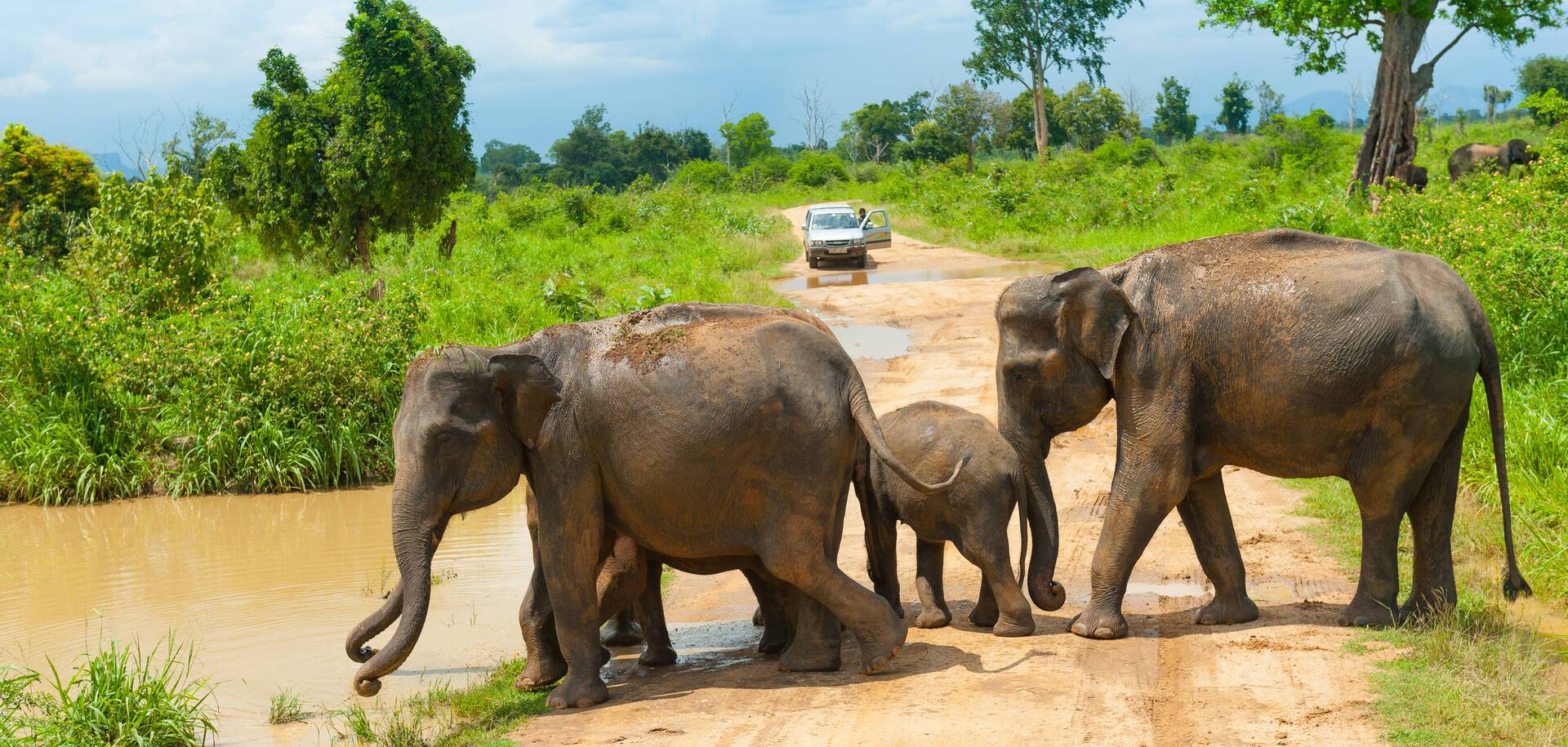 Uda Walawe National Park, Sri Lanka