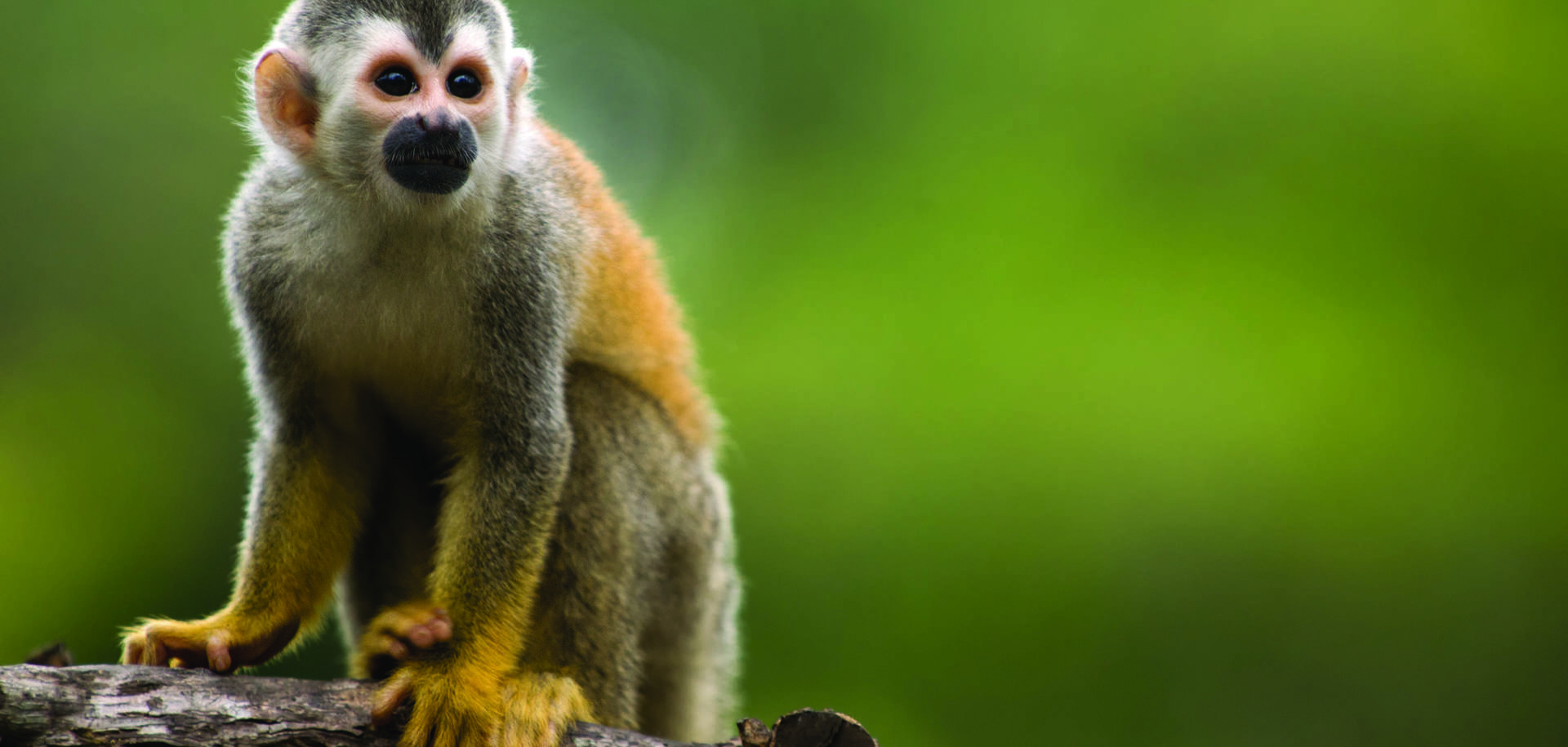 Squirrel Monkey, Costa Rica