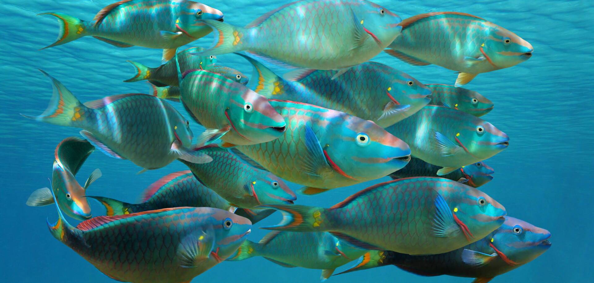 Parrot Fish