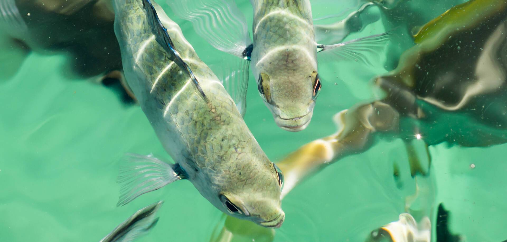 Marine life in Saint Anne Marine National Park, Seychelles