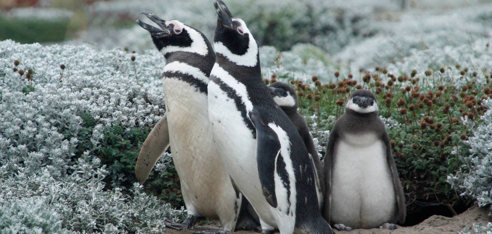 Magellanic Penguin