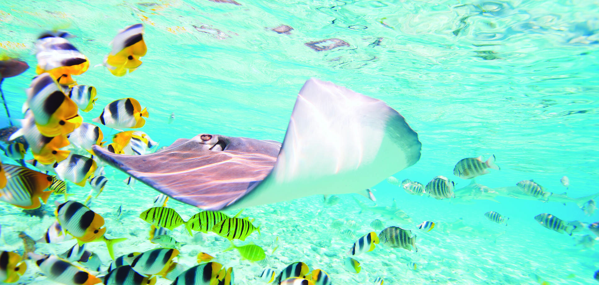 Bora Bora Cruises 2024/25 Cruises to Bora Bora ROL Cruise