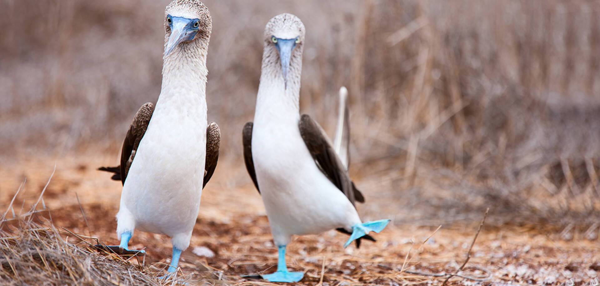 Blue-Footed Booby, Galápagos Islands