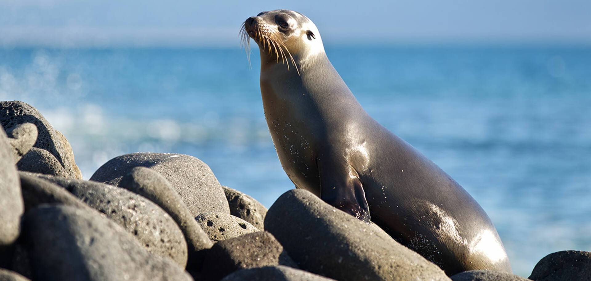 Galápagos Sea Lion, Galápagos Islands