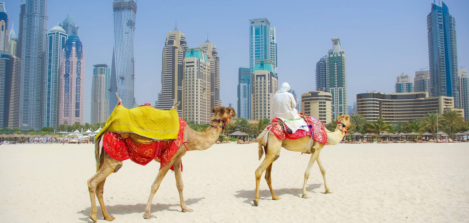 Camel on townscape, Dubai
