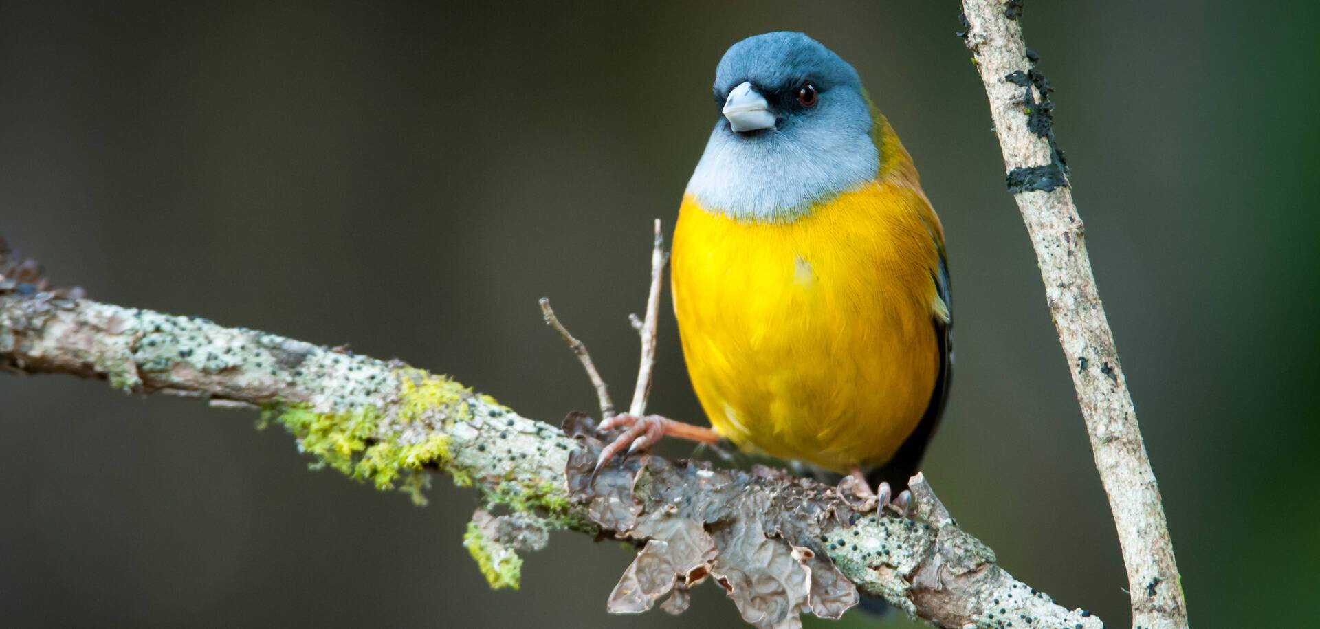 Patagonian sierra finch perched. Patagonia, Argentina, South America