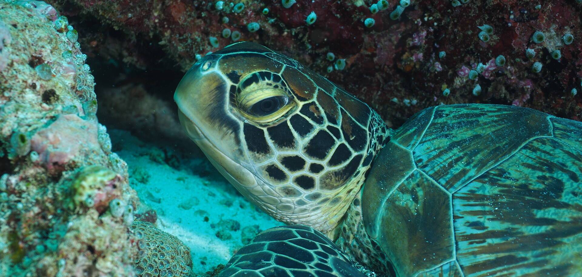 Turtles in the Maldives