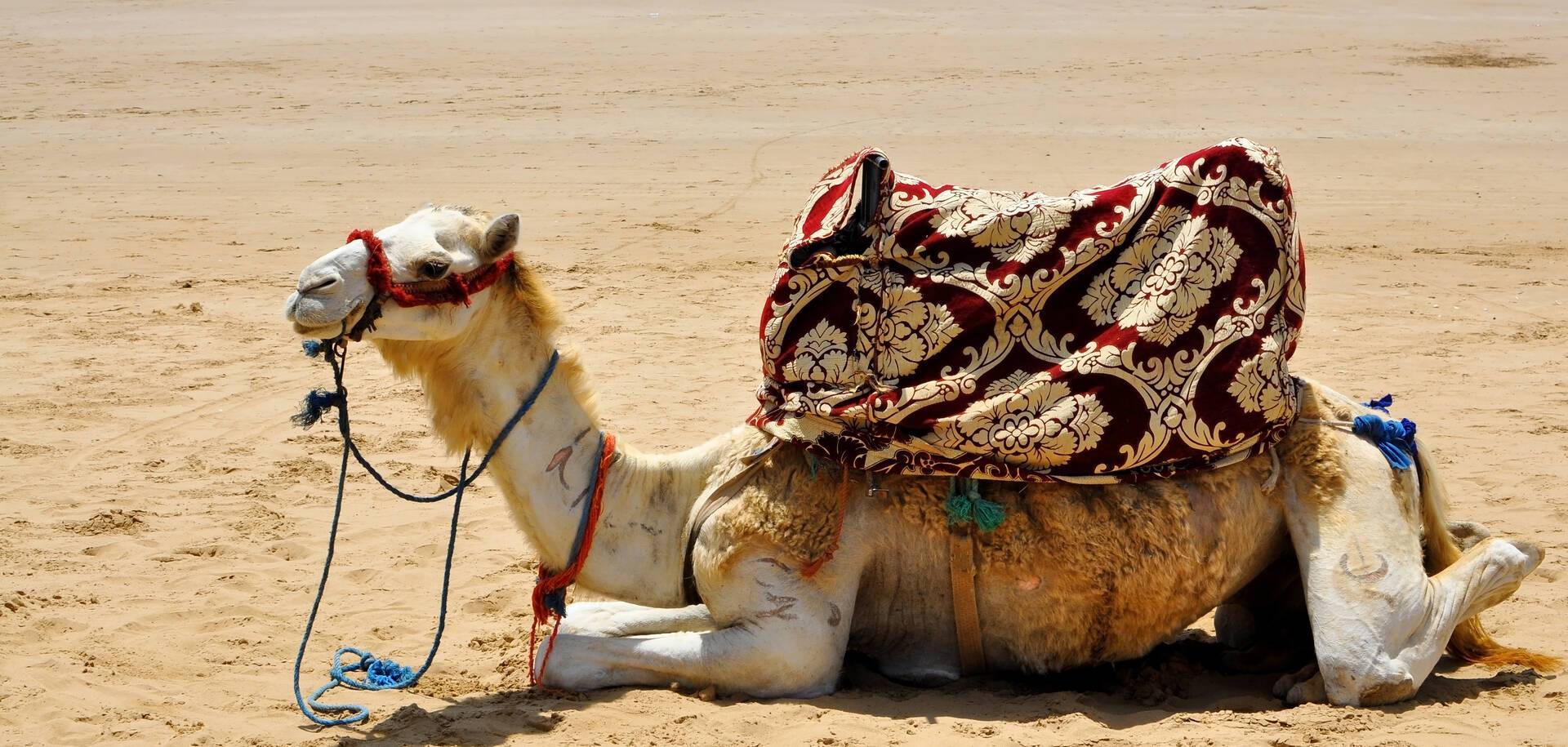Camel rests on the sand, Agadir