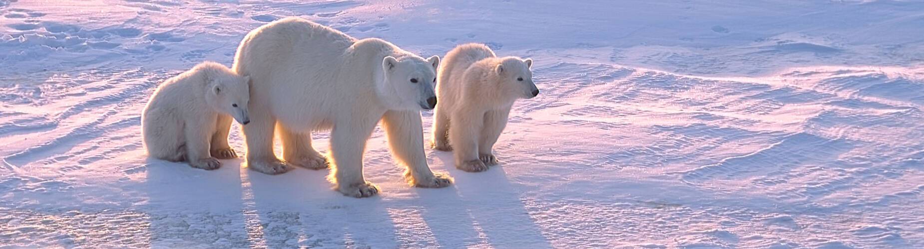 Svalbard