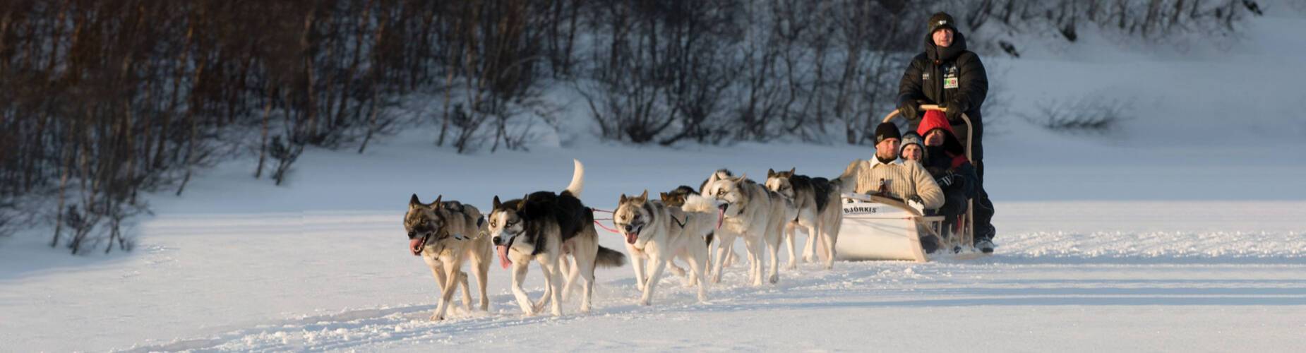 Hurtigruten Huskys